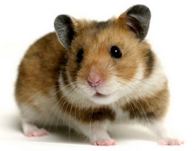 Phoenix Animal Hospital - Veterinarian in Medford, OR US :: Hamsters